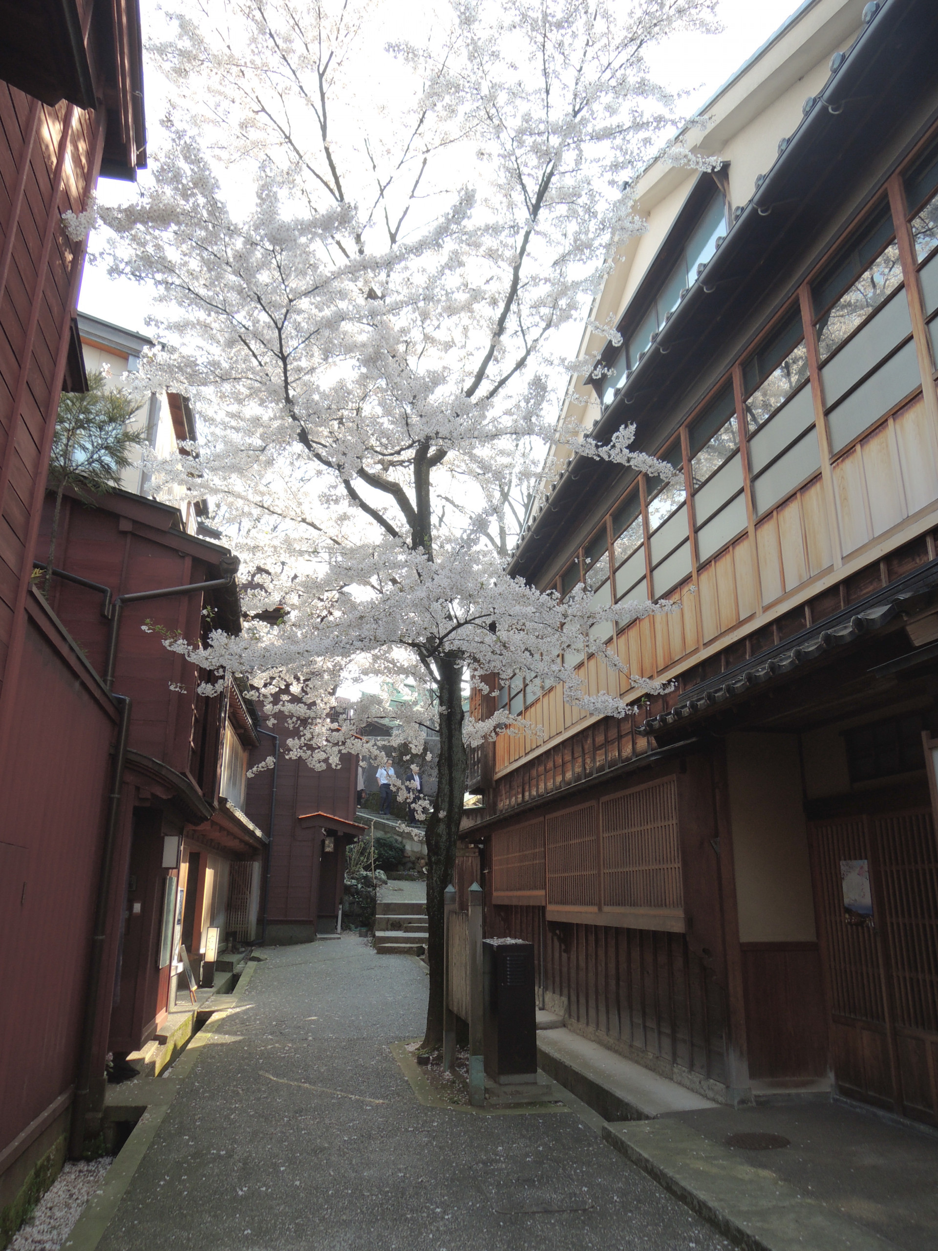 Kazue Neighborhood -sakura