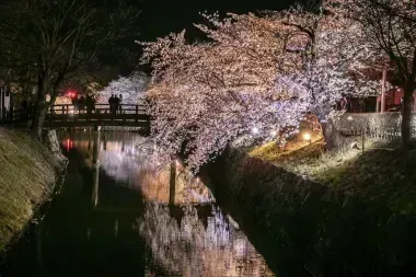 La ville de Matsumoto de nuit pendant les cerisiers en fleurs