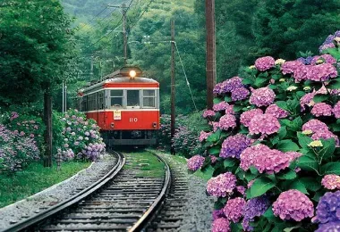 Le train Hakone Tozan vous balade parmi les allées d'hortensias