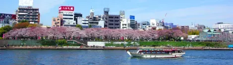 La rivière Sumida bordée de cerisiers en fleurs à Tokyo