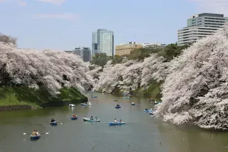 Cerisiers en fleurs à Tokyo
