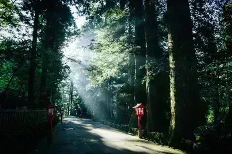 Komorebi : lumière qui filtre dans les arbres à Hakone Mont Fuji, sur l'ancienne route du Tokaido