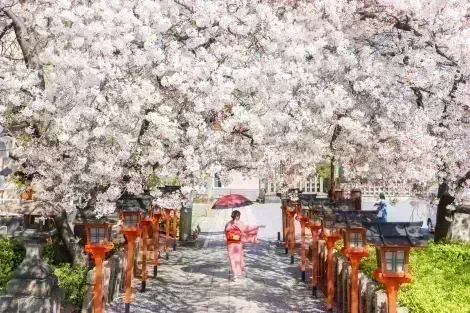 Tokyo and its cherry blossom trees