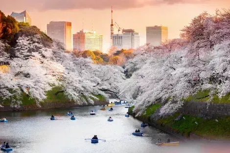 Le parc Kitanomaru et ses fabuleux cerisiers à Tokyo