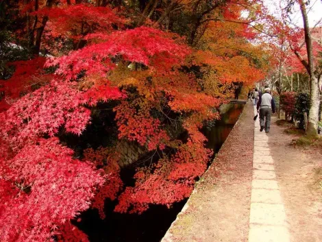 La rougeur des feuilles d'automne donne tout son côté magique au chemin de la philosophie de Kyoto.