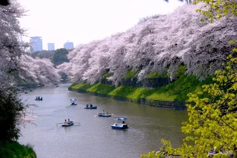 The boat rides on the Sumida River (Tokyo), one of the most relaxing activities in Tokyo.
