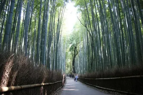 Path through the bamboo grove Arashiyama
