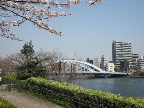 The banks of the Sumida River in spring
