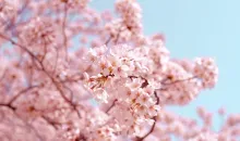 Des fleurs de cerisiers au printemps à Tatebayashi