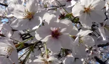Les cerisiers du Japon, symbole du Soleil Levant.