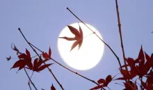 The moon through the leaves of a maple