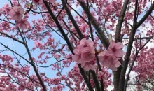 Sakura mochi et produits aux fleurs de cerisiers