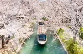Le chemin de la philosophie au printemps à Kyoto