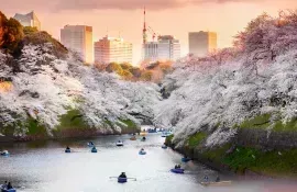 Le parc Kitanomaru et ses fabuleux cerisiers à Tokyo