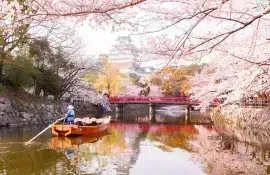 Château de Himeji, site du patrimoine mondial, sous les cerisiers en fleurs