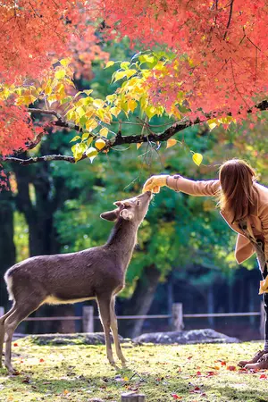 Les 1200 cerfs Sika en liberté dans le parc de Nara, à moins d'1h de Kyoto, feront le plaisir des petits et grands !