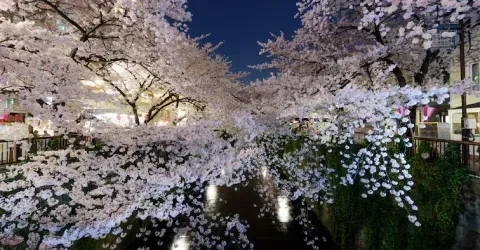 Cherry blossom "Sakura" in Meguro, Tokyo