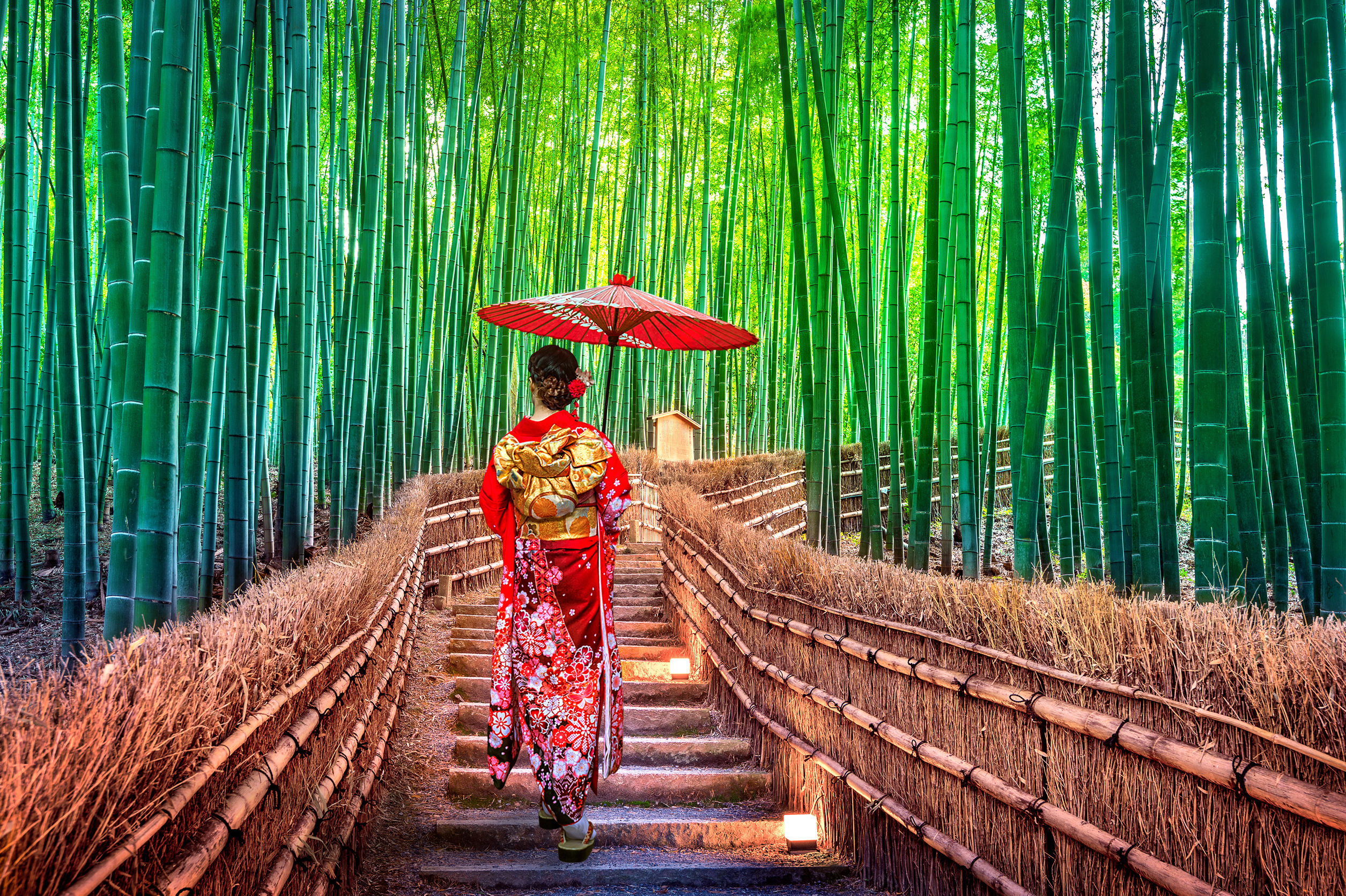Bamboo grove in Arashiyama : famous touristic site to visit in Kyoto