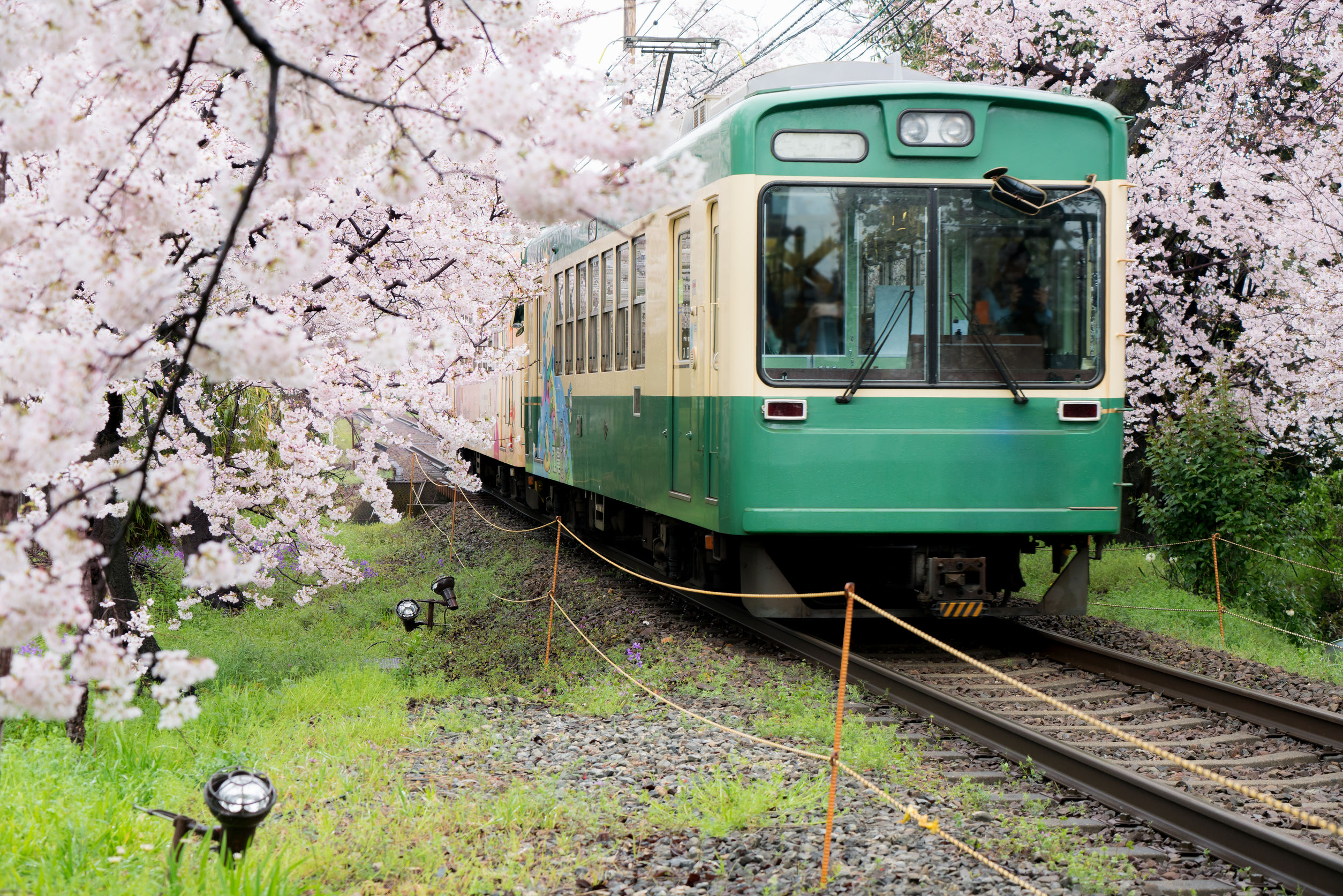 Train and Sakura Imagine that you are taking the train with full blooming cherry blossoms.