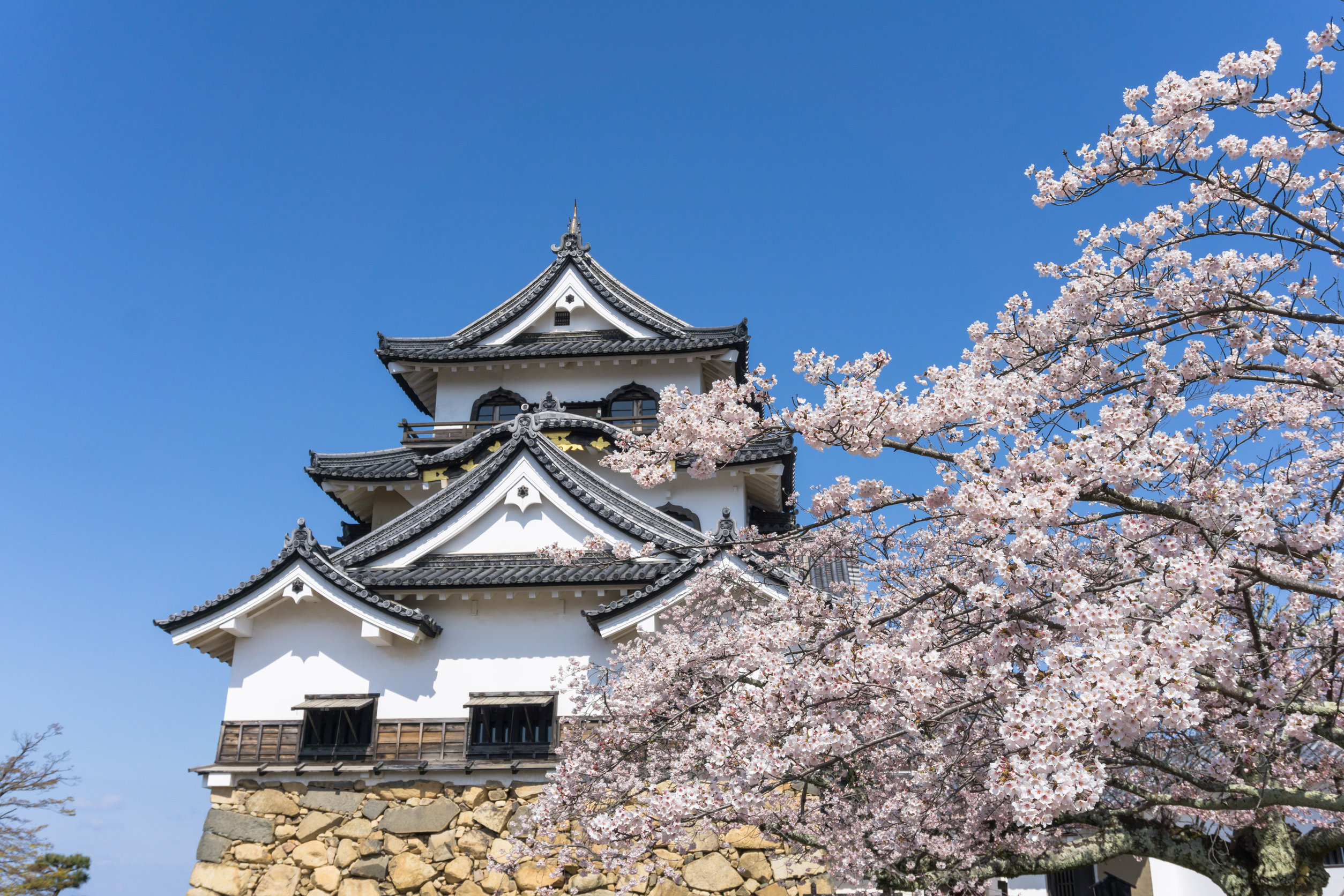 Hikone - Castle with cherry blossom Hikone - Castle with cherry blossom
