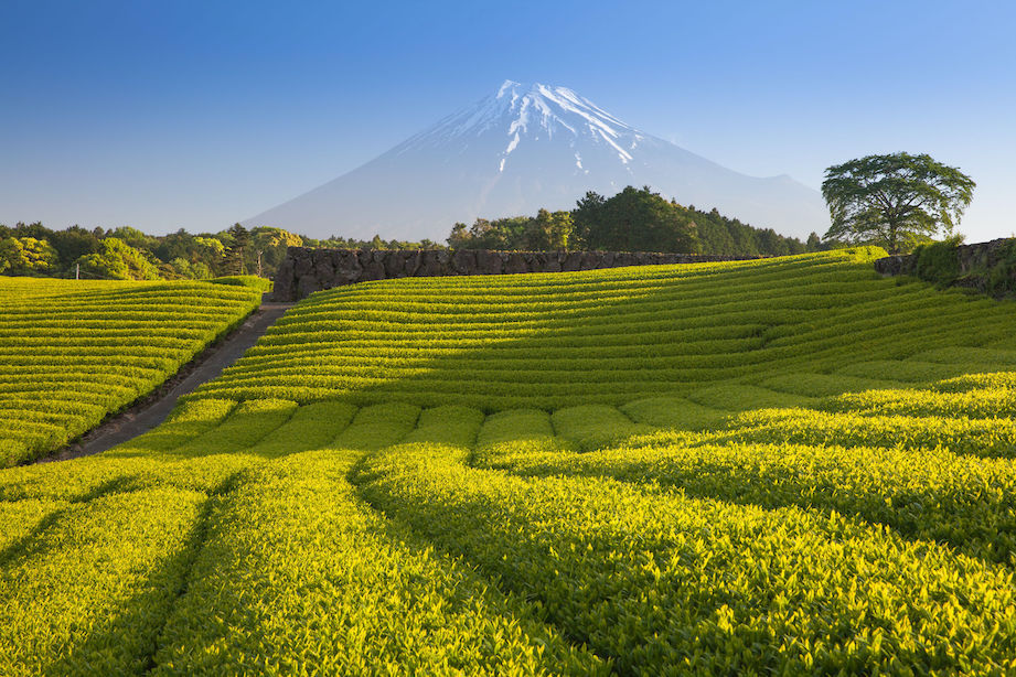 Mount Fuji Tea fields Mount Fuji Tea fields