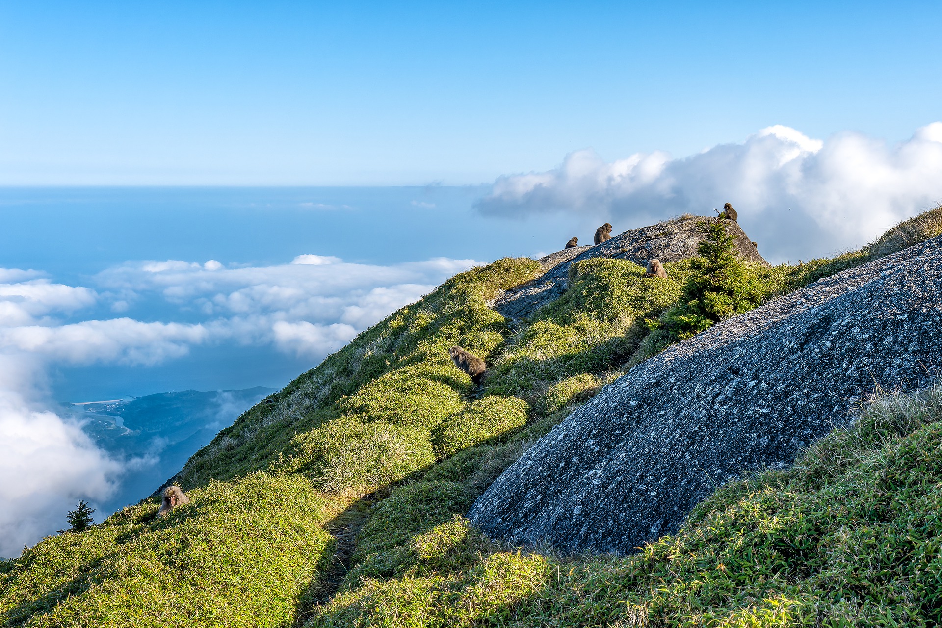 Nagata - Yakushima Nagata - Yakushima