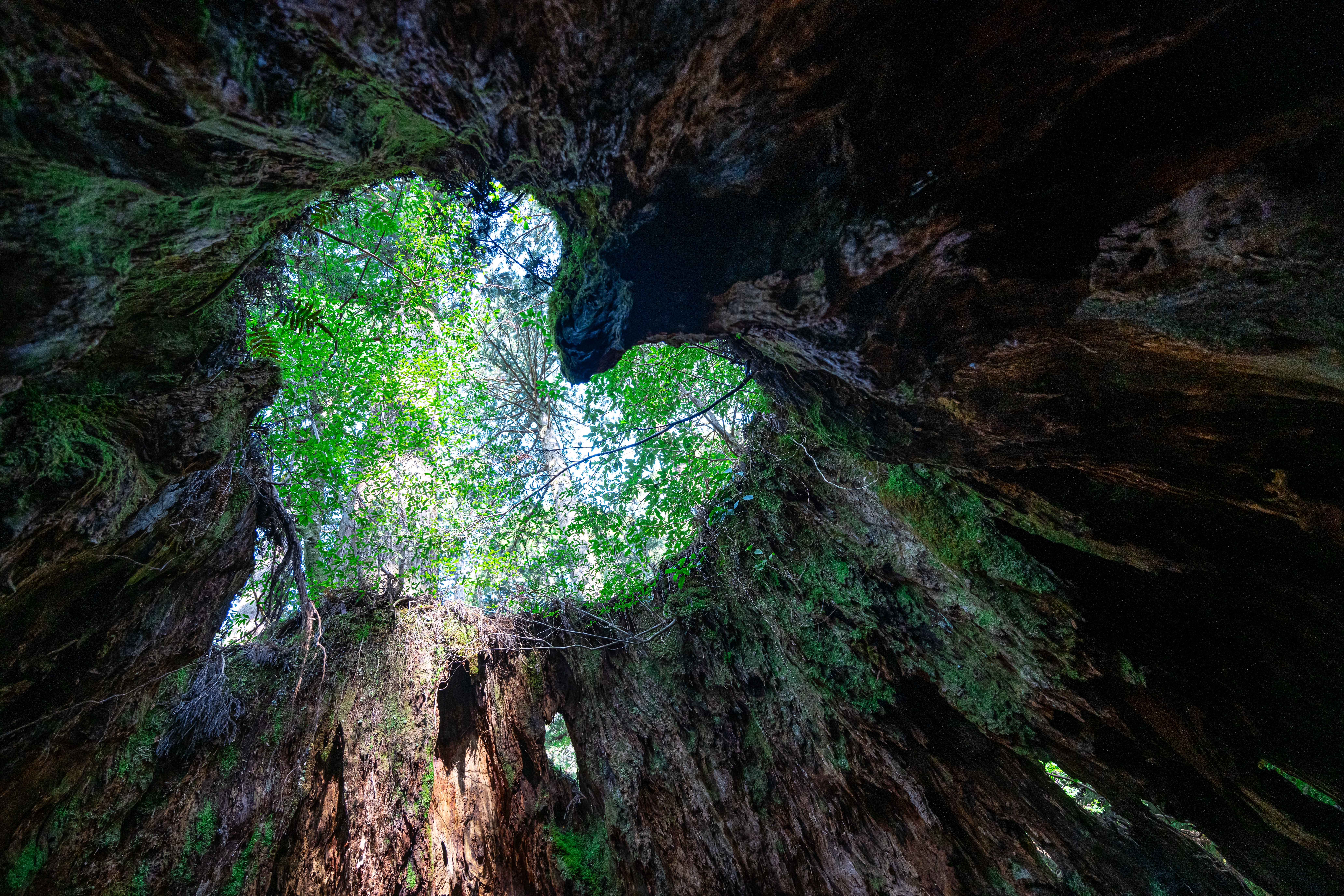 Yakushima Yakushima
