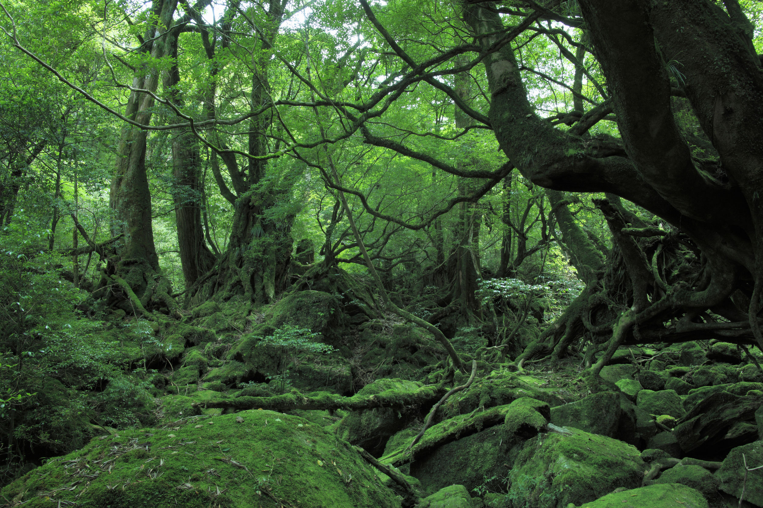 Yakushima - Nature Yakushima - Nature