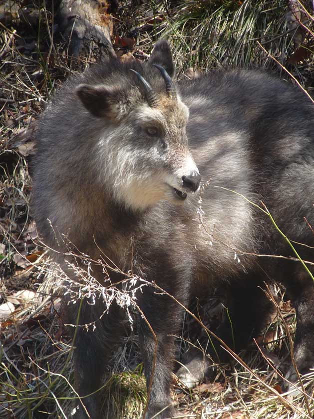 Japanese Serow.