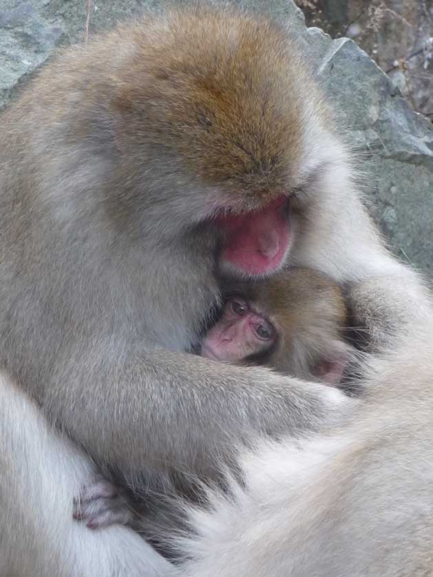 Wild Japanese Macaque.