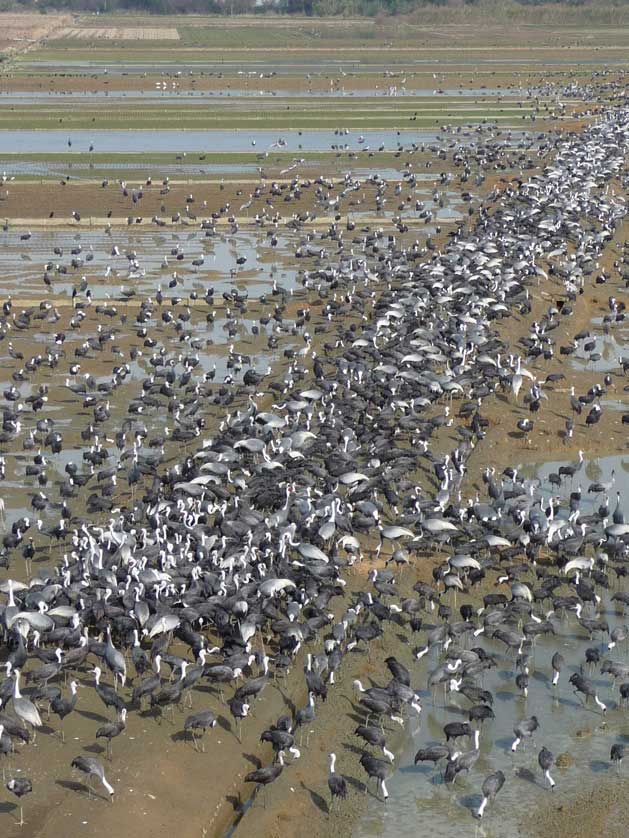 Hooded Cranes.