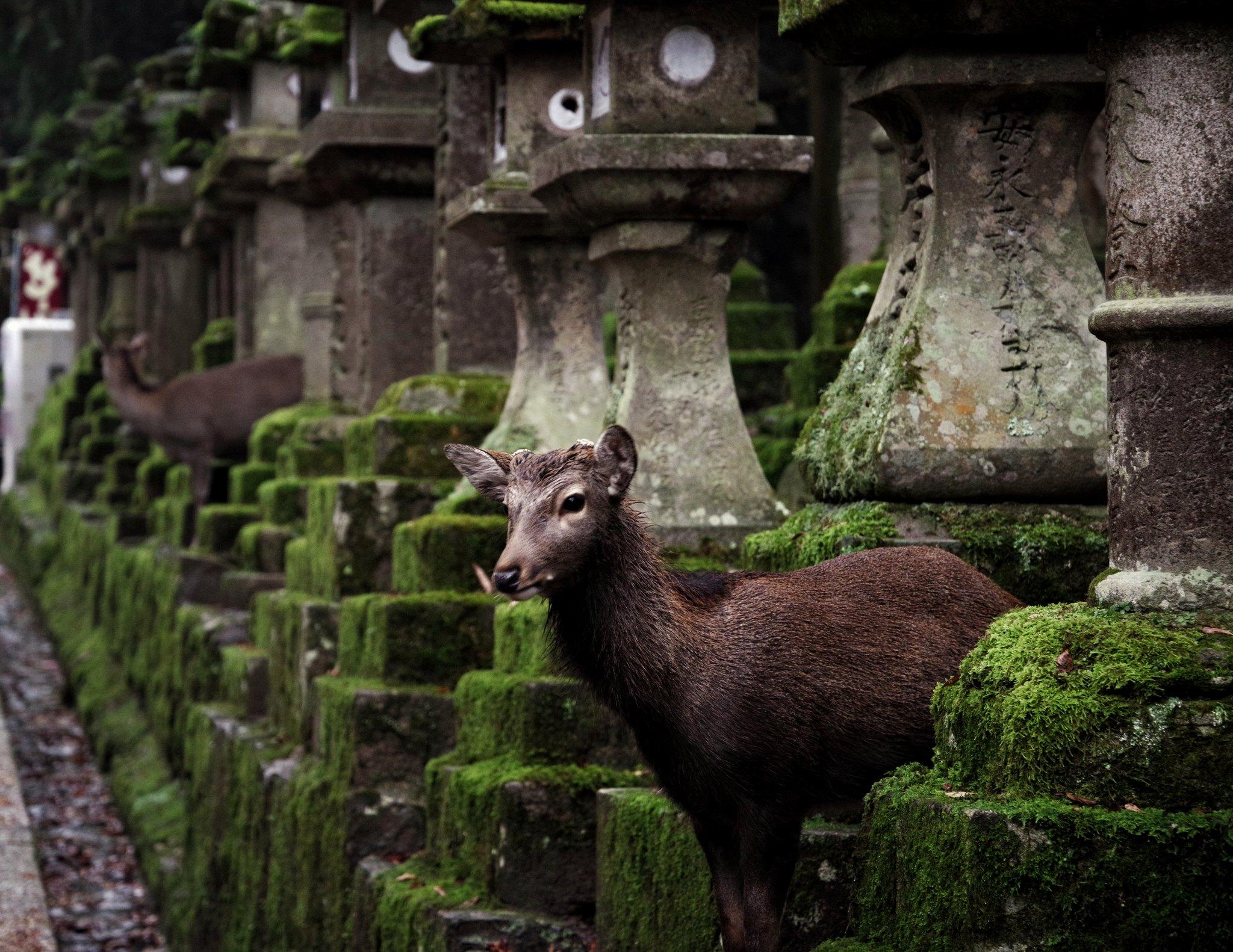 travel agent to japan