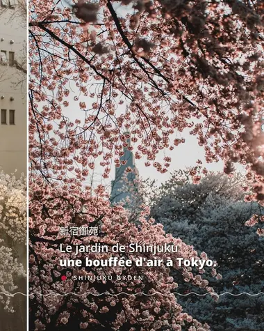 Top 6 des lieux où admirer les Sakura à Tokyo 