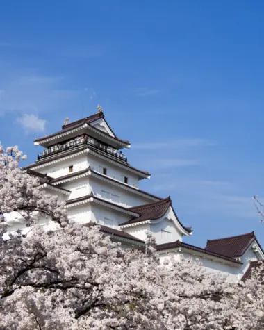 Fleurs de Sakura au château de Tsuruga