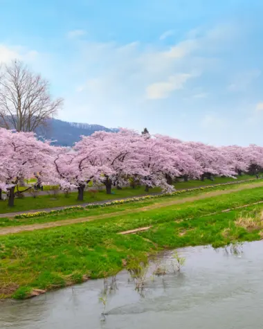 Festival de cerisiers de Kitakami