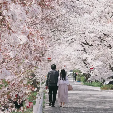 Couple marchant sous les cerisiers en fleur