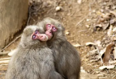 Japanese Macaques 