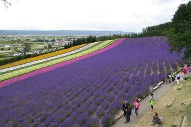 Lavender fields of Furano