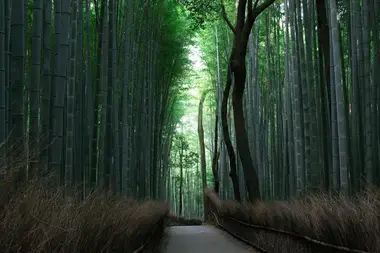 la forêt de bambous Arashiyama