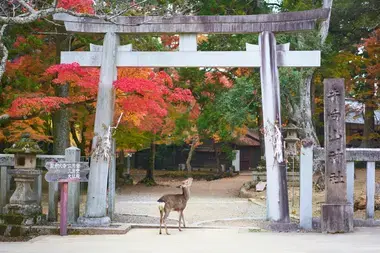 cerf dans le parc de Nara