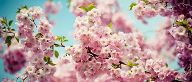 Enjoying sakura cherry blossom