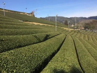 Tea fields in Wazuka, Kyoto