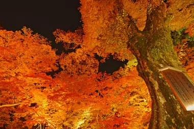 Le jardin des momiji