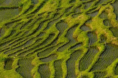 Rice terraces near Wajima