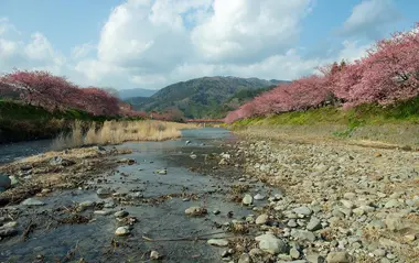 La rivière Kawazu et ses cerisiers