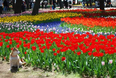 Hitachi Seaside Park