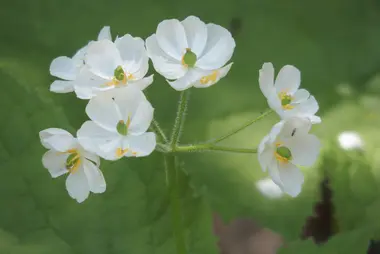 La fleur squelette