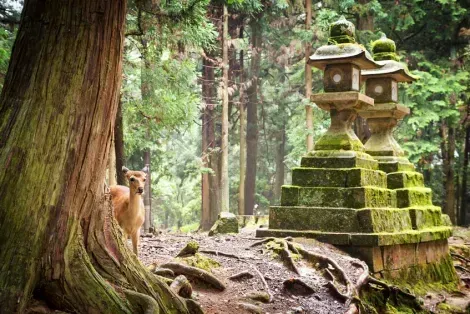 Les 1200 cerfs Sika en liberté dans le parc de Nara, à moins d'1h de Kyoto, feront le plaisir des petits et grands !