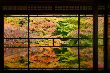 Temple Ruriko-in à Kyoto : un lieu à visiter pour découvrir les magnifiques couleurs d'automne