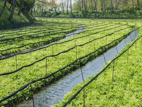 Ferme de culture du wasabi dans la région de Matsumoto